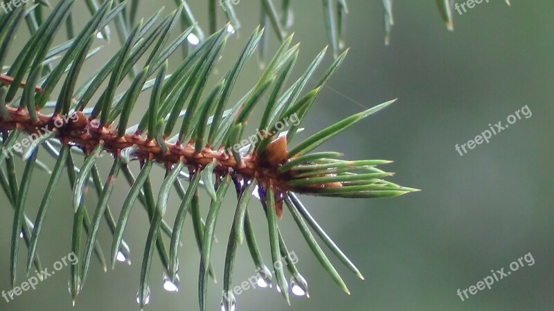 Pine Branch Needle Drop Of Freshness Green Free Photos