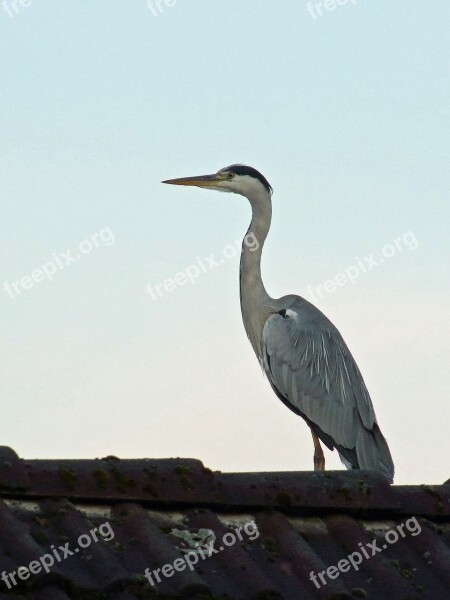 Grey Heron Ardea Cinerea Heron Bird Eastern