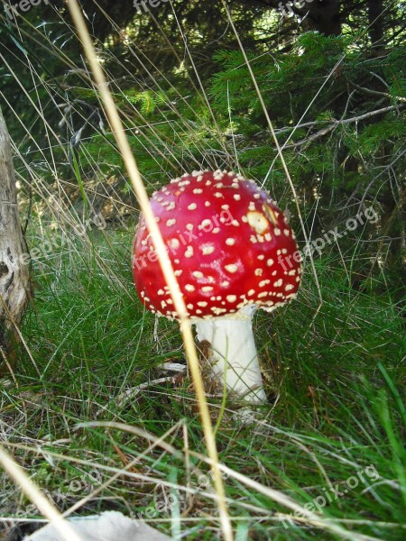 Retro Mushrooms Fungus Poisonous Mushroom Amanita Kills Fly Free Photos