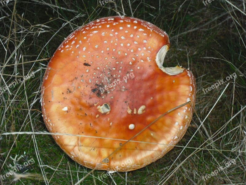 Amanita Muscaria Retro Mushrooms Fungus Poisonous Mushroom Fungus Amanita