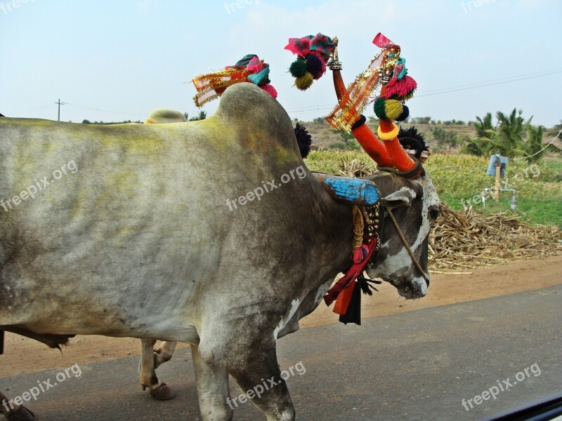 Aihole Road Karnataka Bullock Cart Rural