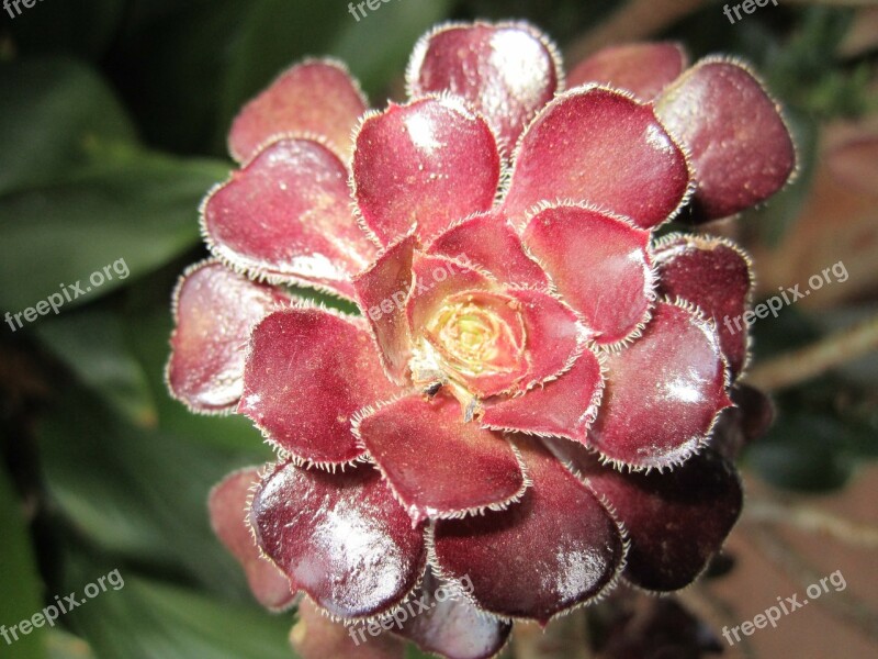 Succulent Maroon Dark Red Fibonacci In Nature Plant