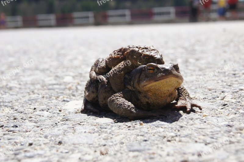 Toads Frog Romania Pairing Free Photos