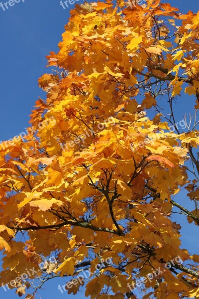 Tree Branch Nature Sky Landscape