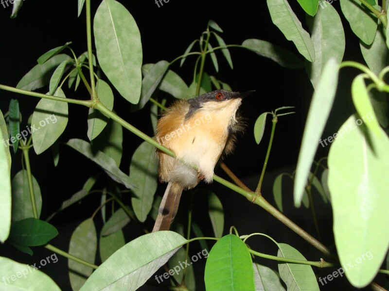 Bird Night Shot Macro Close-up Ashy Wren Warbler