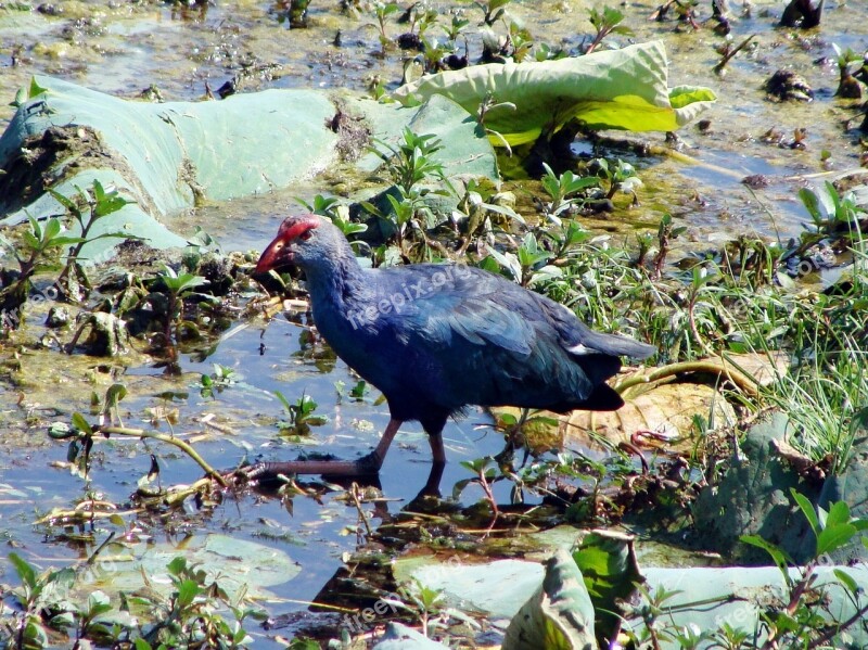 Purple Swamphen Purple Moorhen Porphyiro Porphyiro Moorhen Bird