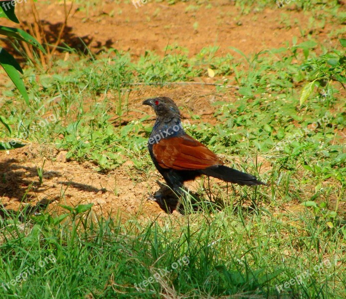 Crow Pheasant Greater Coucal Bird Pheasant Species