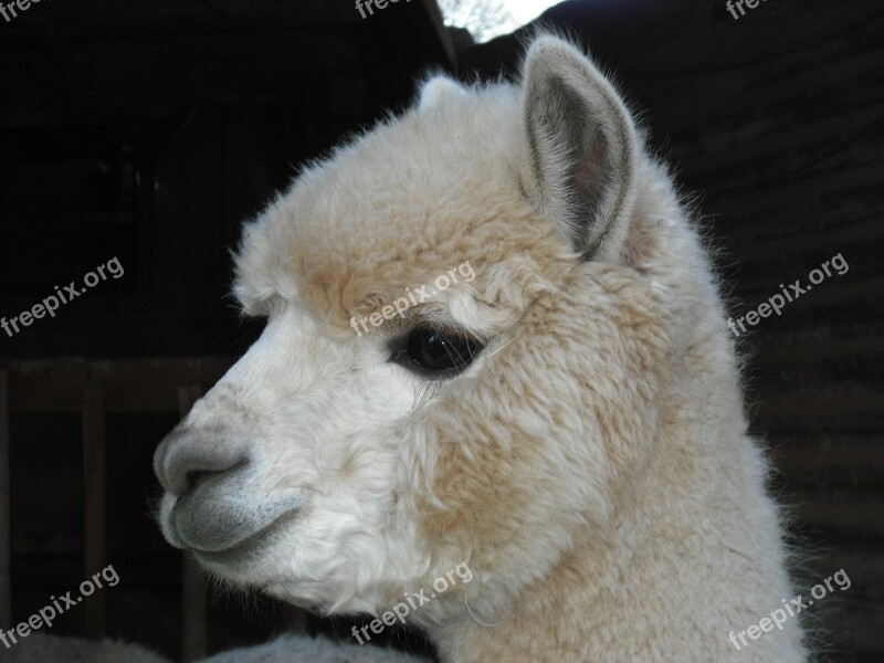 Alpaca White Curly Free Photos