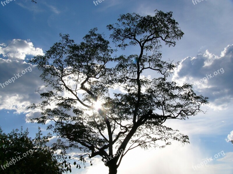 Tree Nature Sky Landscape Trees