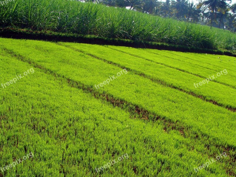 Paddy Nursery Paddy Seedlings Agriculture Cultivate Cultivation