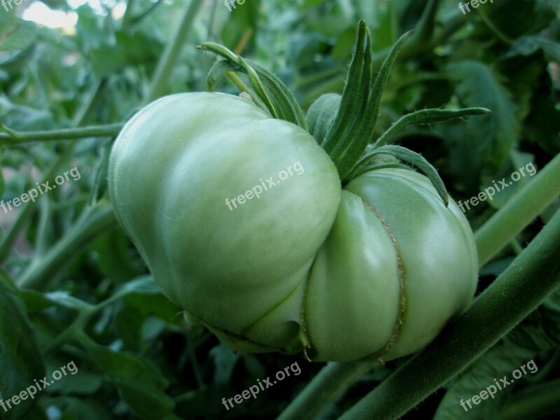 Tomato Vegetables Green Free Photos