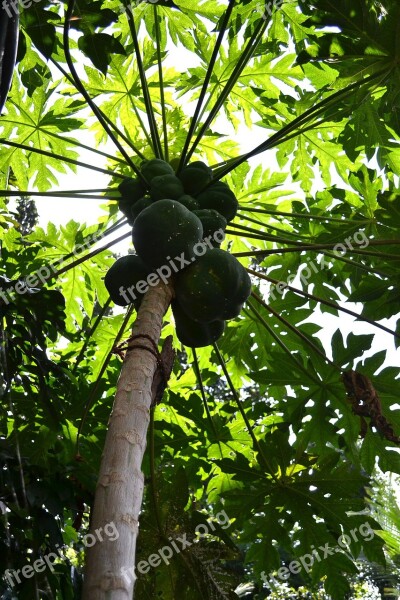 Papaya Tree Papayas Fruits Papaya Sunlight