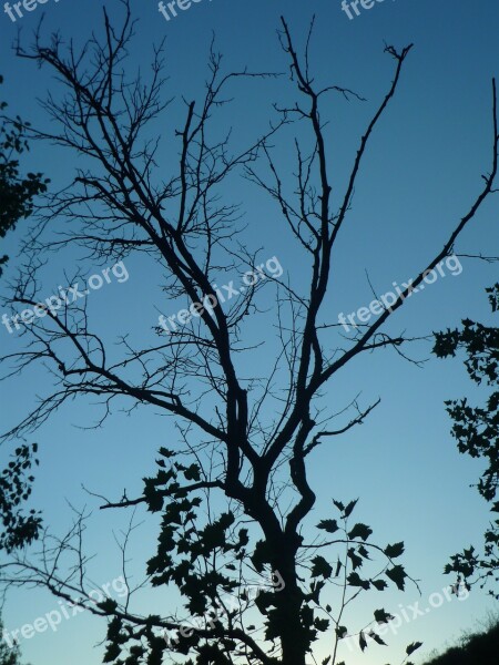 Tree Shadow Backlight Branches Dry