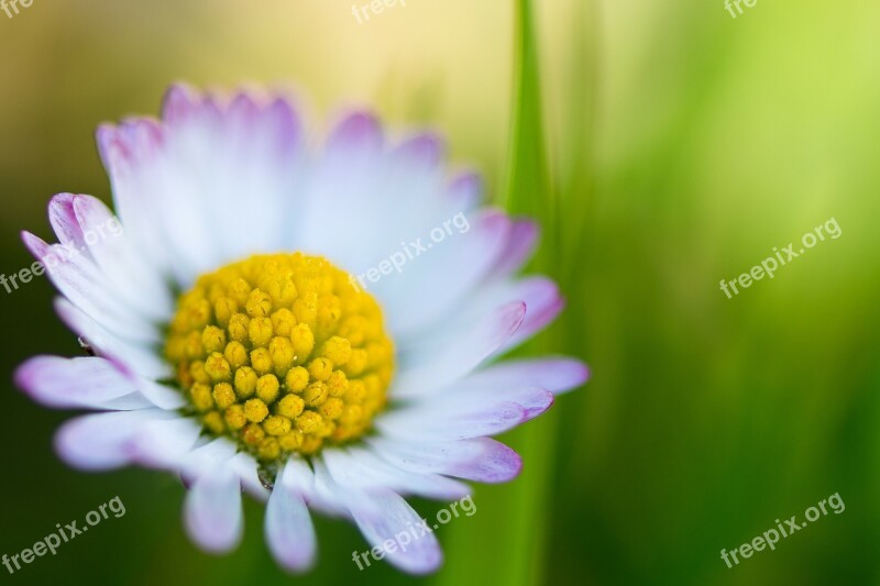 Daisy Margaret Margaretenblume Flower White