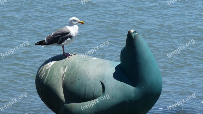 Seagull Seal Statue Beach Free Photos