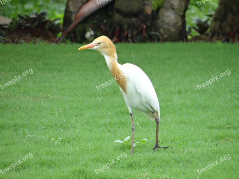 Cattle Egret Bird Egret White Beautiful