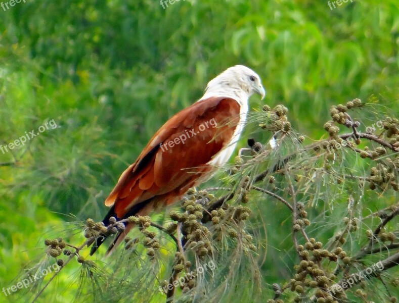 Brahminy Kite Eagle Red-backed Sea-eagle Haliastur Indus Kite