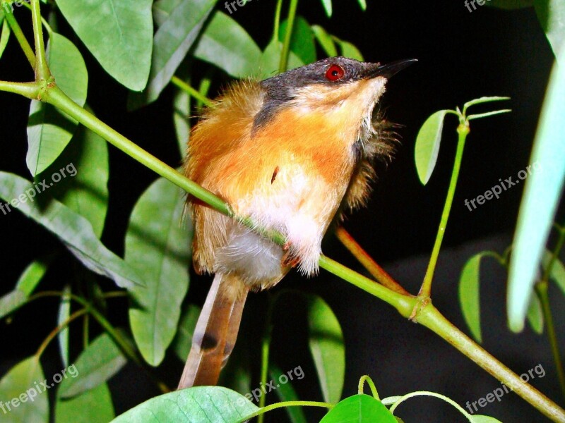 Ashy Wren Warbler Bird Nature