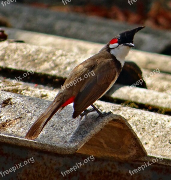 Red Whiskered Bulbul Bird Bulbuls