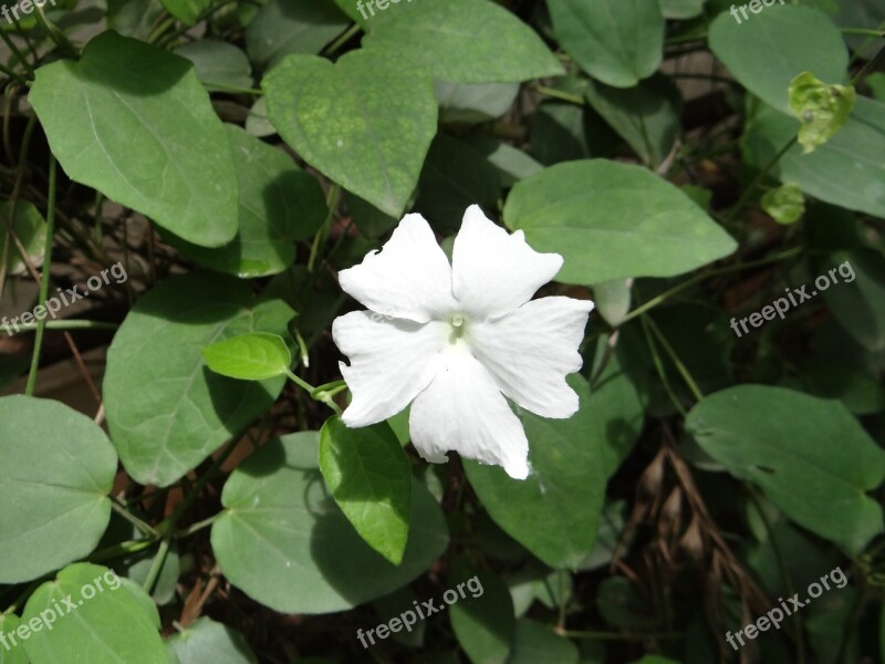 White Lady Thunbergia Dharwad Karnataka India