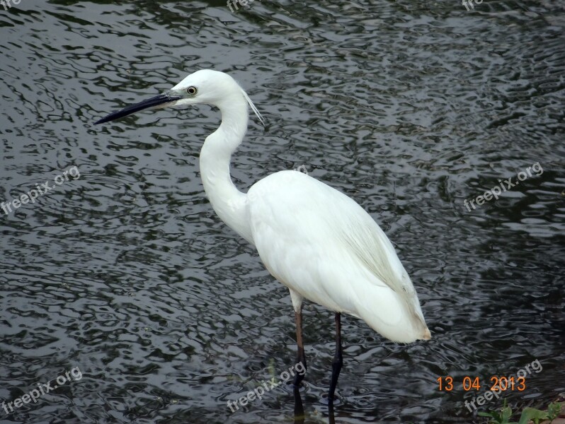 Little Egret Bird Sadhankeri Dharwad Karnataka