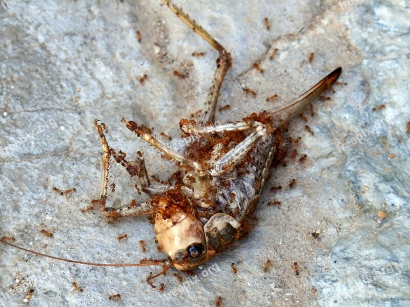 Insect Dead Insect Locust Grasshopper Acrididae