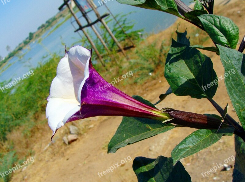 Datura Purple Flower India Karnataka