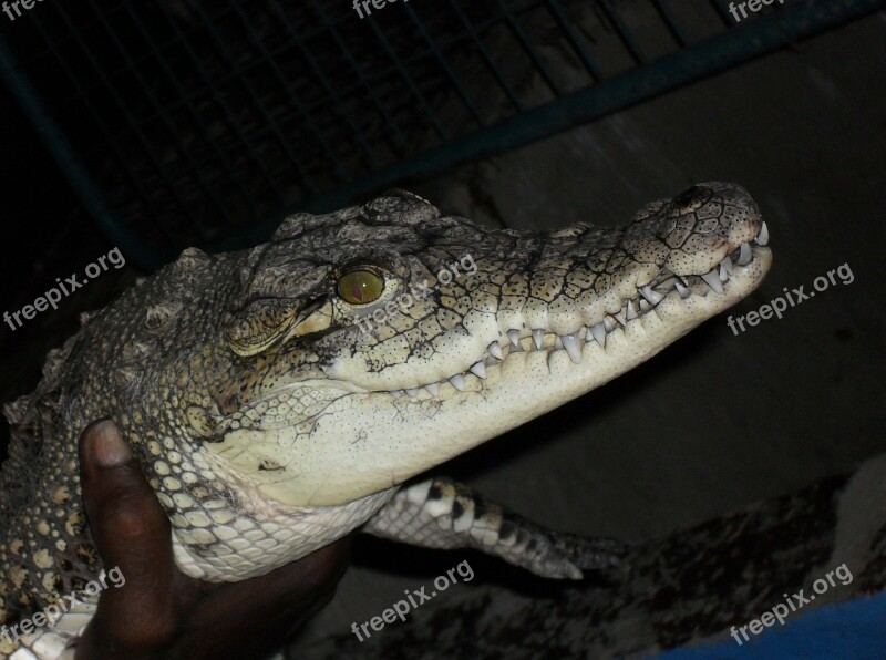 Crocodile Nubian Village Egypt Free Photos