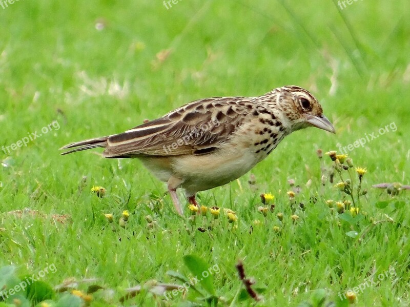 Paddy Field Pipit Bird Udupi Karnataka Manipal