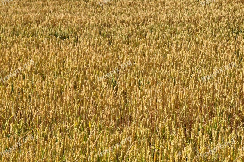 Wheat Cereals Rye Spelt Free Photos