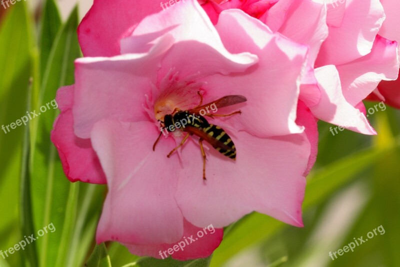 Oleander Blossom Bloom Color Flower