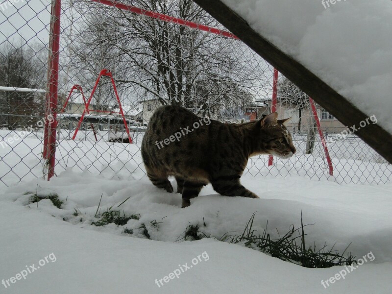 Savannah Cat Cat Wildcat Wild Predator