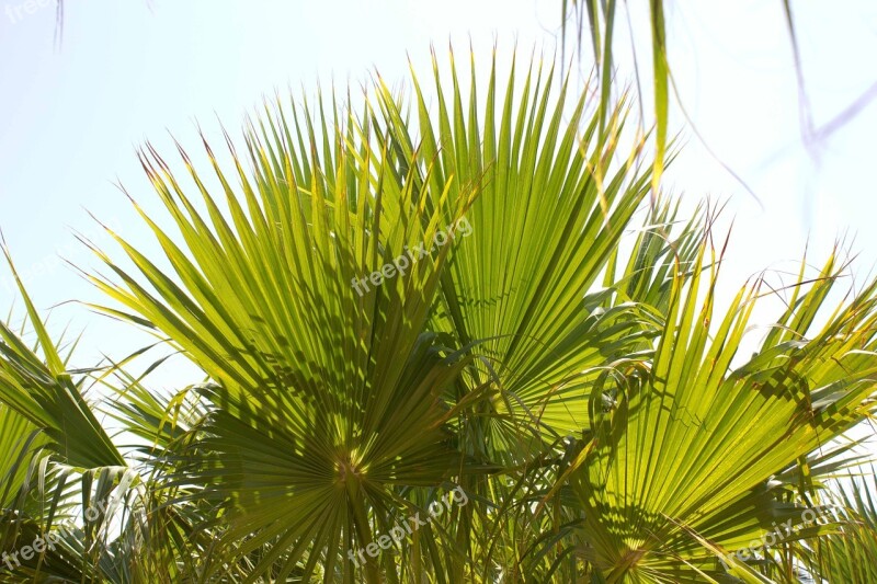 Palm Sky Beach South Sea Free Photos