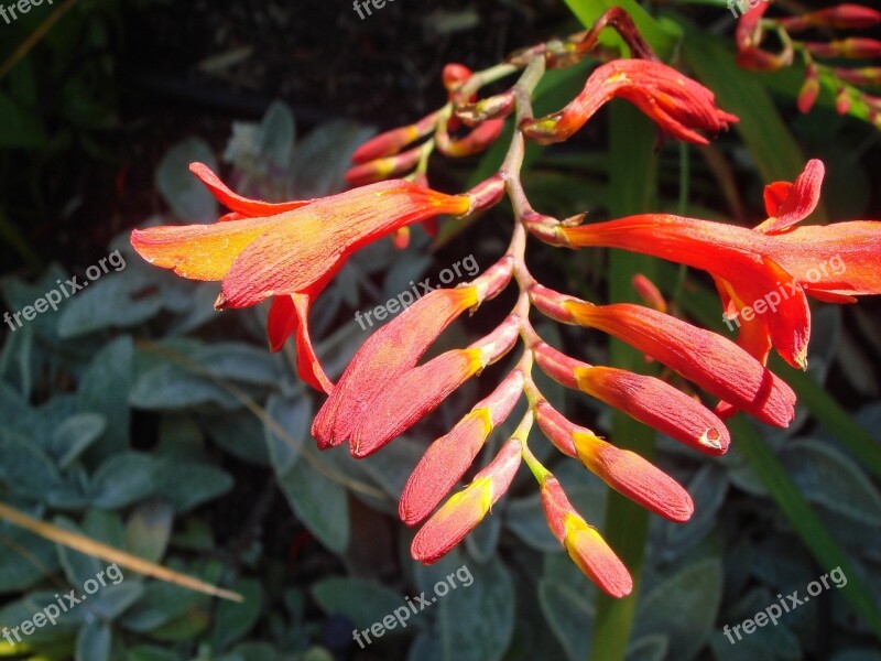 Flower Red Buds Orange Flowers