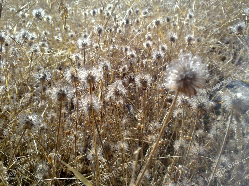 Dry Grass Weeds Field Summer