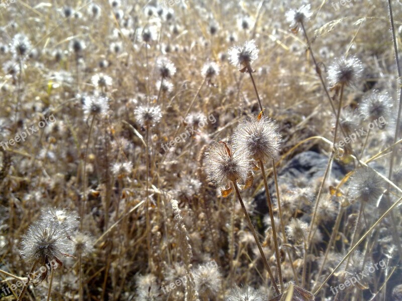 Dry Grass Weeds Field Summer