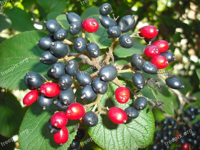 Corm Rowan Black Berries Red