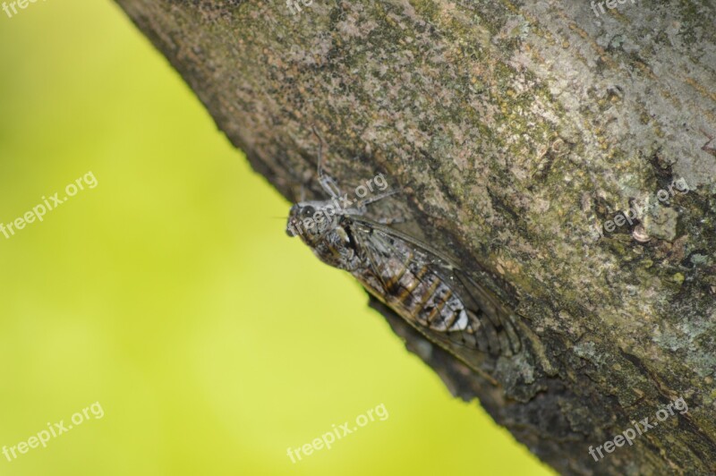 Cicada Insect Nature Free Photos