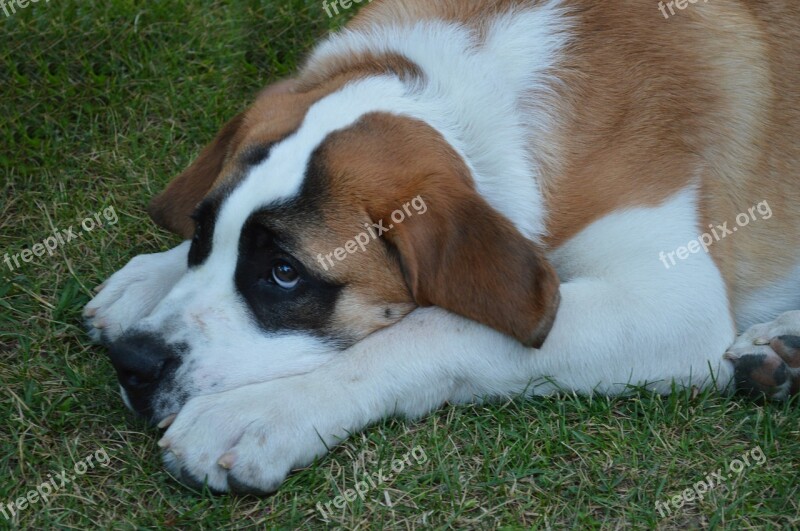 Dog Puppy Fur St Bernard Free Photos