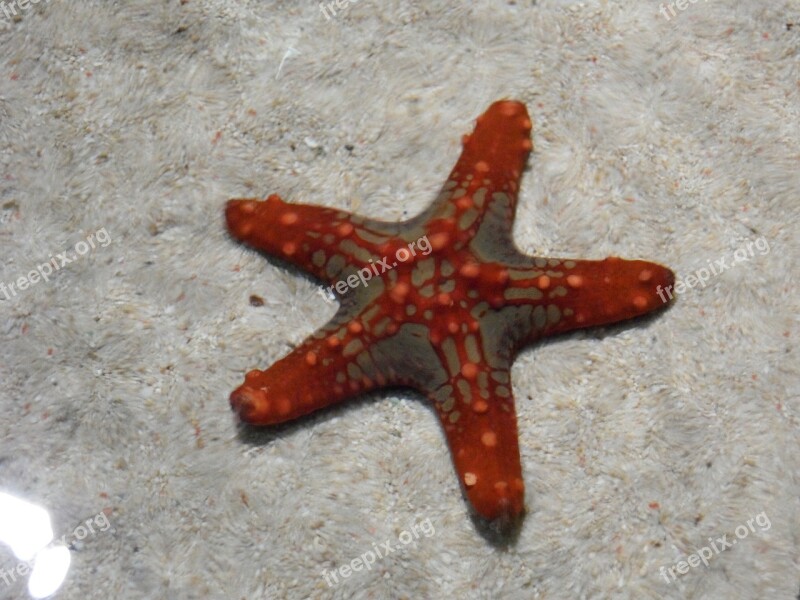 Starfish Red Water Sand Aquarium