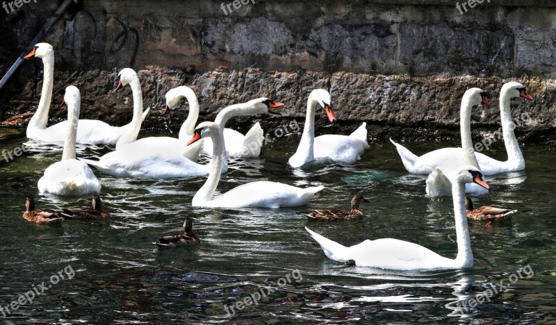 Swans Swan Animal Water Waters