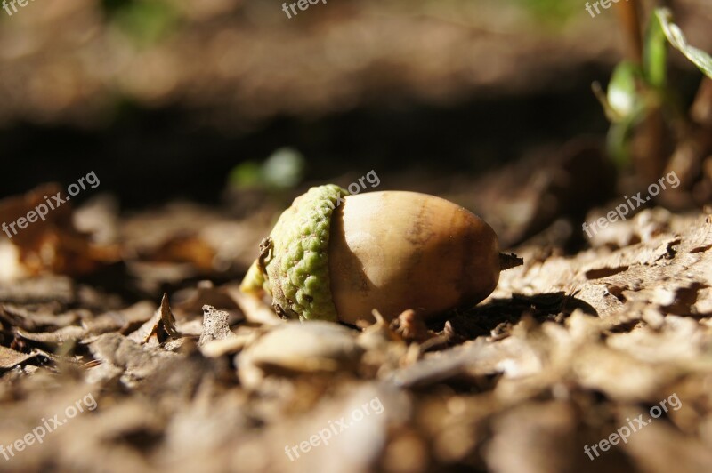 Acorn Fruit Autumn Nature Free Photos