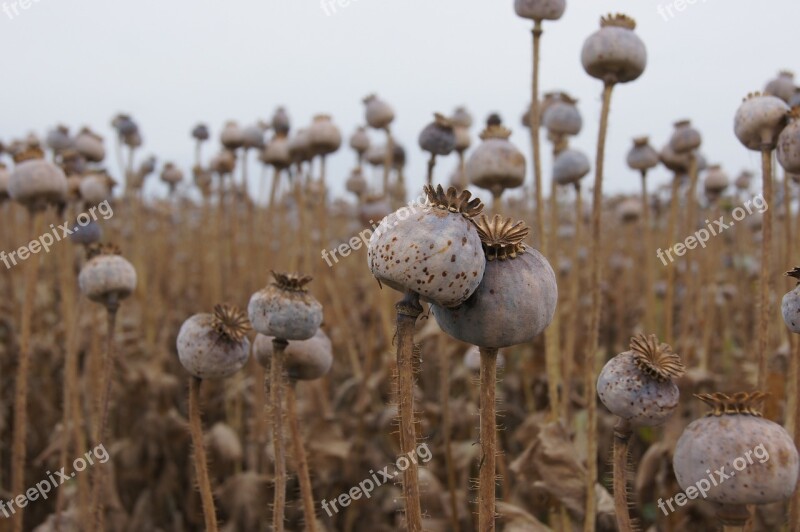 Poppy Poppy Capsule Faded Klatschmohn Free Photos