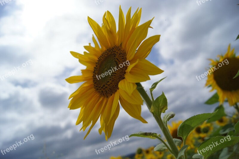 Sunflower Summer Flower Beautiful Free Photos