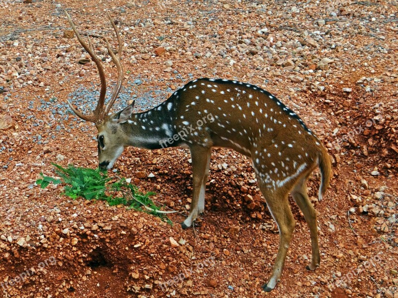 Spotted Deer Chital Cheetal Gadag Karnataka