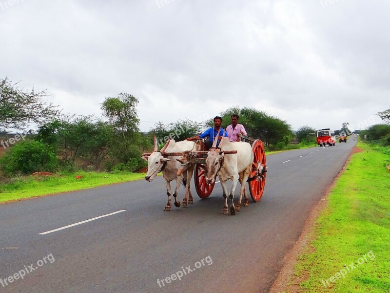 Bullock Cart Karnataka India Gadag Hubli