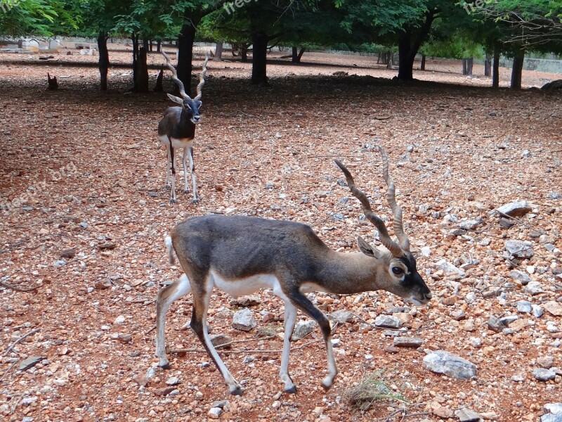 Blackbuck Kala Hiran Animal Antelope Cervicapra