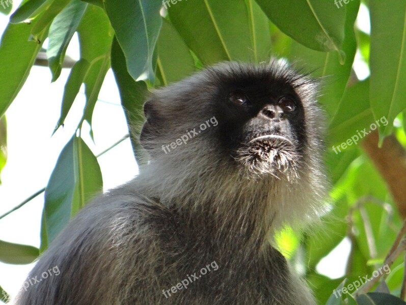 Langur Monkey Animal Hanuman Jamun Tree