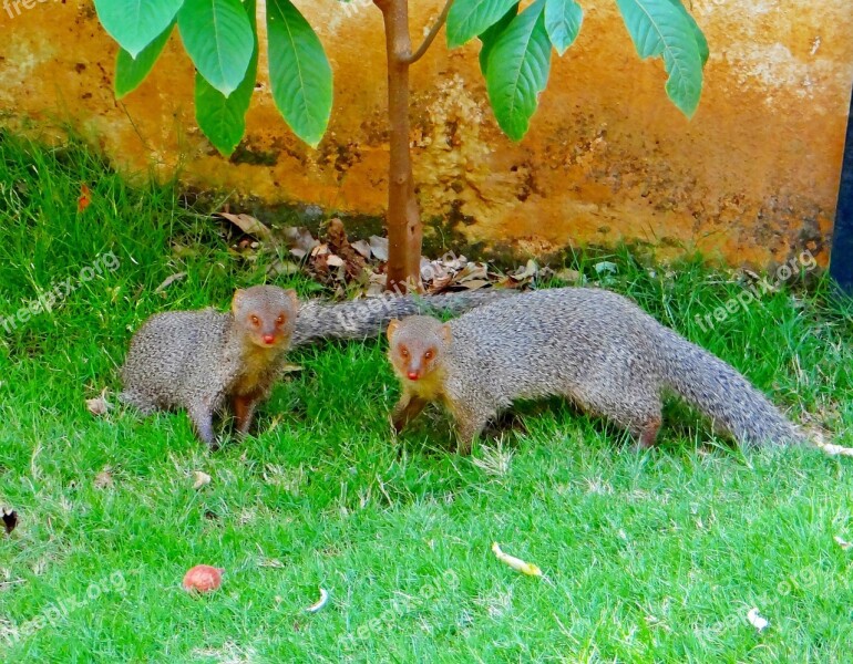 Indian Gray Mongoose Animal Dharwad