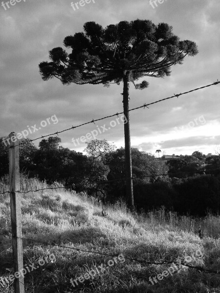 Tree Nature About Sky Araucaria